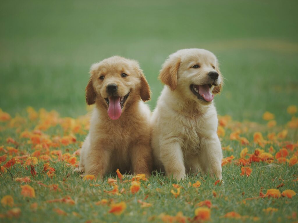 Affordable Pet Insurance Plans