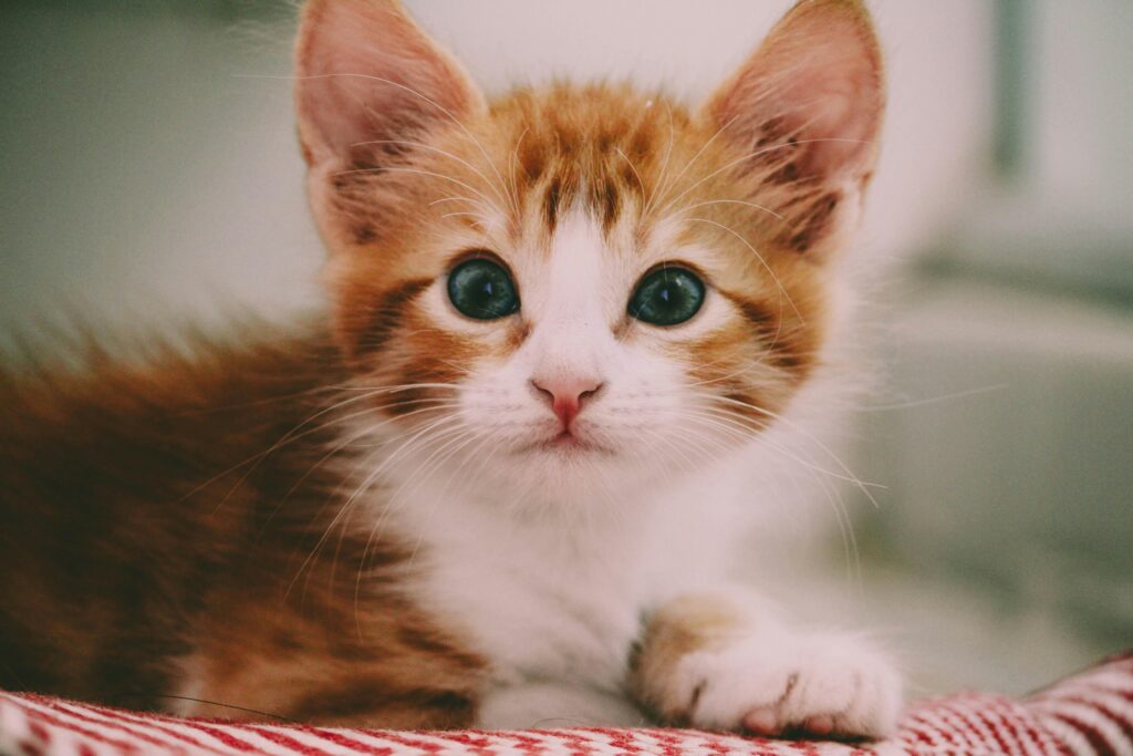 Kitten Insurance For New Owners